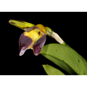 Masdevallia adrianae