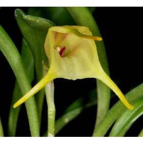 Masdevallia chasei