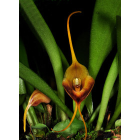 Masdevallia curtipes