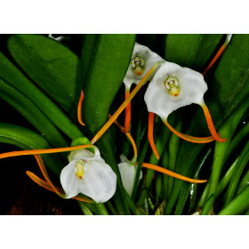 Masdevallia laucheana