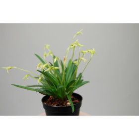 Masdevallia minuta (blühstark, ohne Knospe / Blüte)