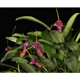 Masdevallia mystica