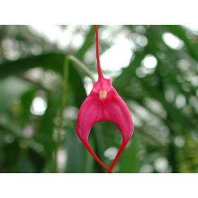 Masdevallia barlaeana