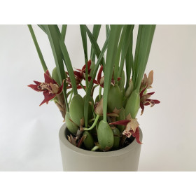 Maxillaria tenuifolia (9+ Blüten, inkl. Übertopf)