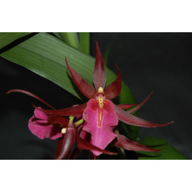 Miltassia Royal Rob 'Diplomaat'