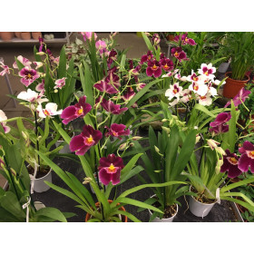 Miltoniopsis Hybride (2 Rispen)