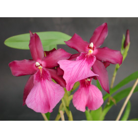 Miltonia xBluntii