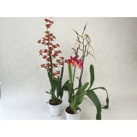 Multihybriden-Sortiment (3 Pfl. in Knospe/Blüte)