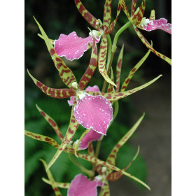 Odontobrassia Billabong 'Celle'