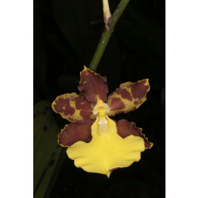 Oncidium hyphaematicum