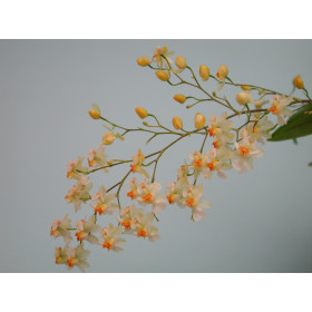 Oncidium Tiny Twinkle 'Fragrance Fantasy' (4 Rispen)