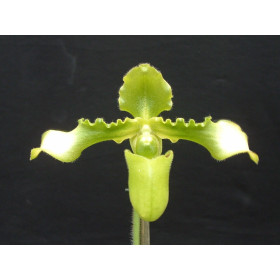 Paphiopedilum esquirolei 'album' x P. White Wings