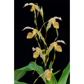 Paphiopedilum platiphyllum (Jgpfl.)