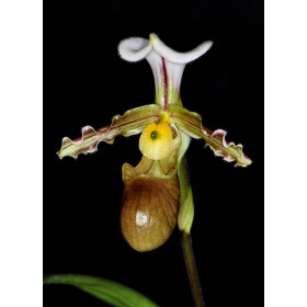 Paphiopedilum tranlineanum (Jgpfl.)