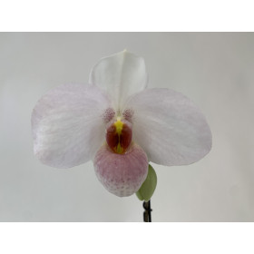 Paphiopedilum Joyce Hasegawa (in Knospe / Blüte)