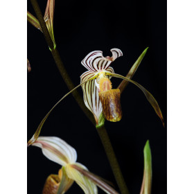 Paphiopedilum kolopakingii (Jgpfl)