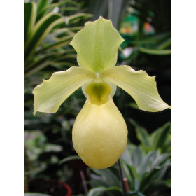 Paphiopedilum Golddollar