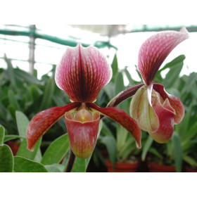 Paphiopedilum Bingleyense 'Celle'