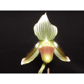 Paphiopedilum callosum 'potentianum' (Jgpfl)