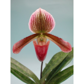 Paphiopedilum Colbert