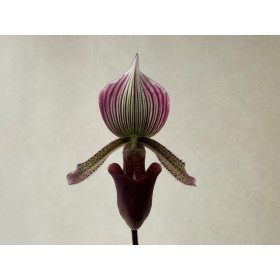 Paphiopedilum curtisii x Maudiae coloratum (1 Stiel)