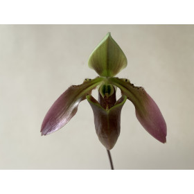 Paphiopedilum appletonianum 'hainanense' (1 Blütenstiel)