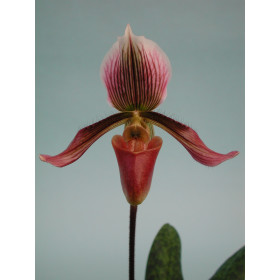 Paphiopedilum Harisianum Superbum 'Celle'