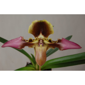 Paphiopedilum esquirolei (Selektion)