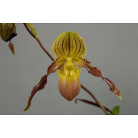 Paphiopedilum philippinense x chamberlainianum