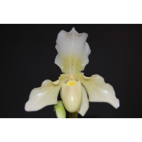 Paphiopedilum Phips (1 Stiel)