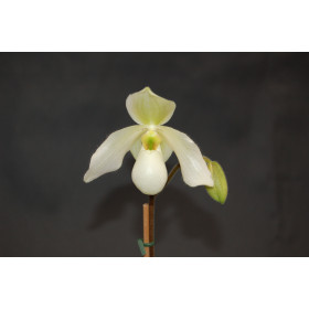 Paphiopedilum Deperle