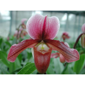 Paphiopedilum Robin Hood (Leybonense magnificum)