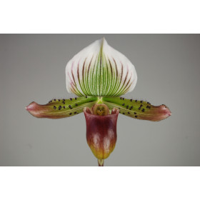 Paphiopedilum Via Quatal