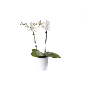 Phalaenopsis Office Orchid, weiss (inkl. Übertopf)