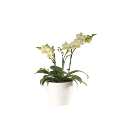 Phalaenopsis Präsent, gelb (3 Pflanzen)