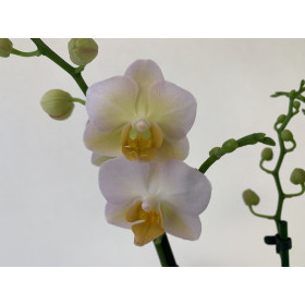 Phalaenopsis Yu Pin Burgundy (2 Rispen)