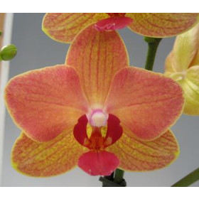 Phalaenopsis Florida (2 Rispen)