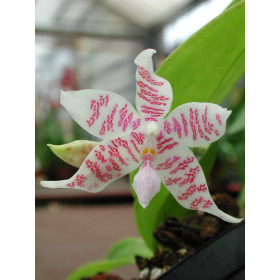 Phalaenopsis hieroglyphica (Jgpf., frisch getopft)