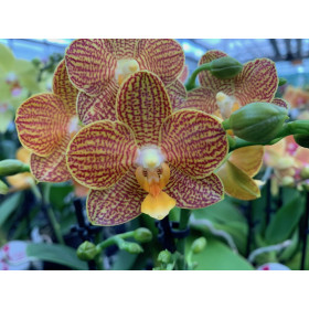 Phalaenopsis Indian Summer (2 Rispen)