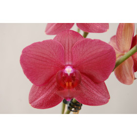 Phalaenopsis Indiana (2 Rispen)