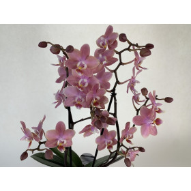 Phalaenopsis Odorion (2 Rispen)