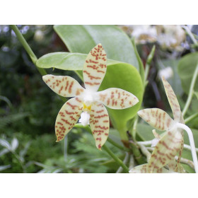 Phalaenopsis pallens (in Blüte/Knospe)