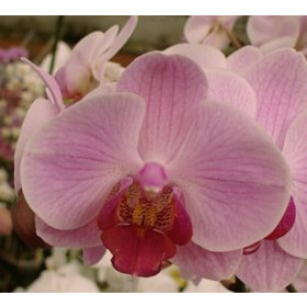 Phalaenopsis Shetland (2 Rispen)