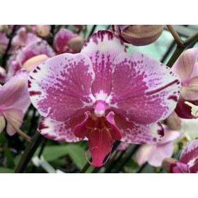 Phalaenopsis Veronique (2 Rispen)