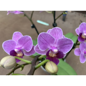 Phalaenopsis Violet Queen (2-3 Rispen)