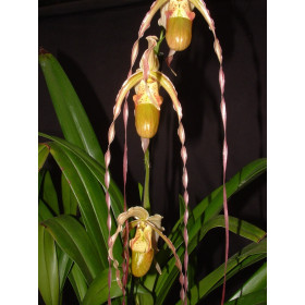 Phragmipedium Wössner Supergrande x Red Lightning