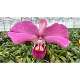 Phragmipedium kovachii (fast blühstark)
