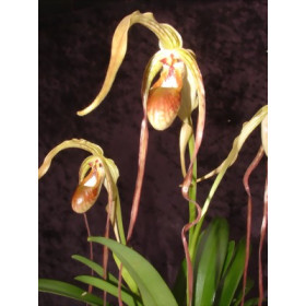 Phragmipedium popowii (warszewiczianum / humboldtii)