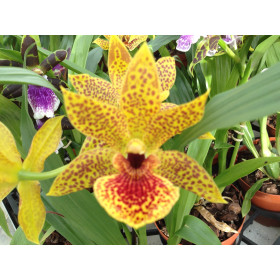 Propetalum Golden Bay (1 Rispe)