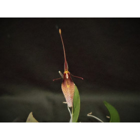 Restrepia dodsonii